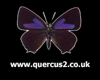 Quercus2 - A website about the Purple Hairstreak Butterfly - Website Owned by Ben Kirby - Click here to visit the website